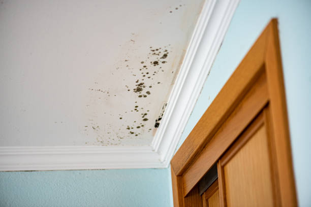 Best Attic Mold Removal  in Pinetop Country Clu, AZ