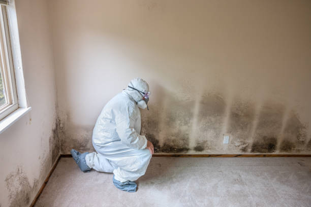 Best Mold Testing  in Pinetop Country Clu, AZ