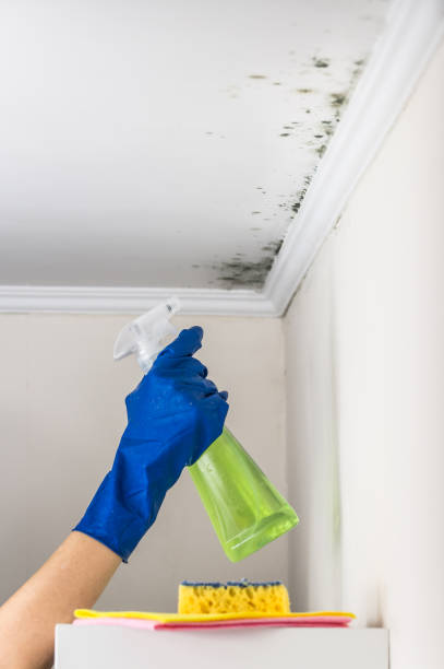 Best Mold Damage Repair  in Pinetop Country Clu, AZ