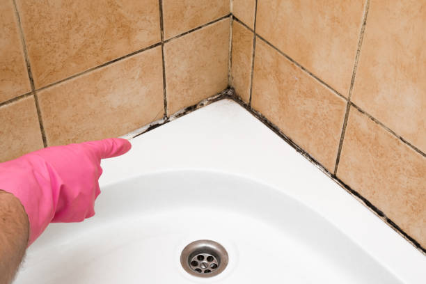 Best Mold Remediation  in Pinetop Country Clu, AZ